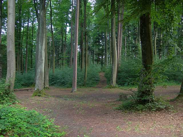 Funghi di frontiera